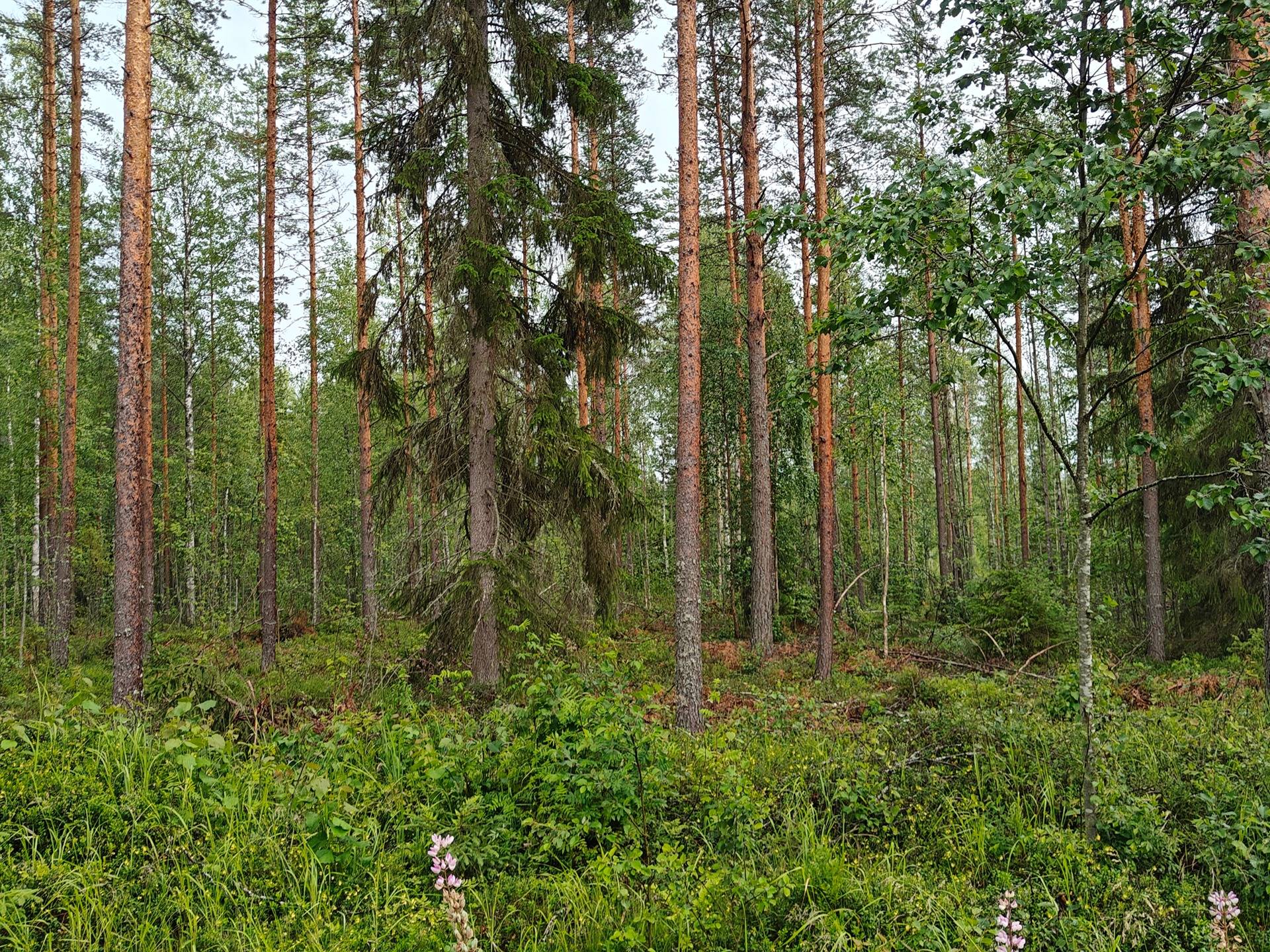 Seinäjoki, TAIPALUS 743-417-8-7 10