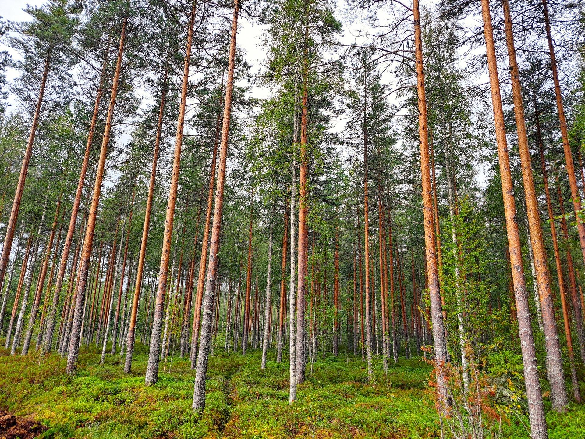 Cover photo for the object Lappajärvi Savonkylä metsäpalstakohde 6,49 ha.