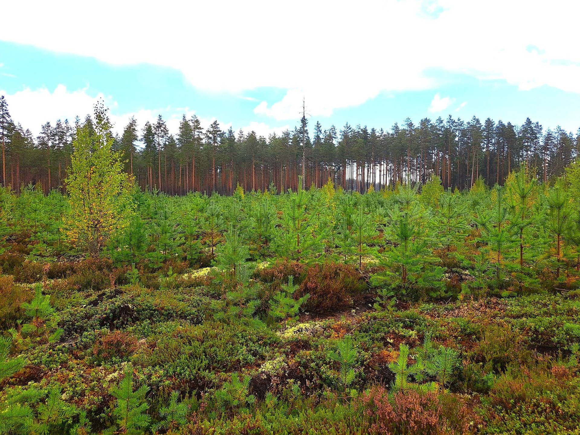 Lappajärvi Savonkylä metsäpalstakohde 6,49 ha. 2