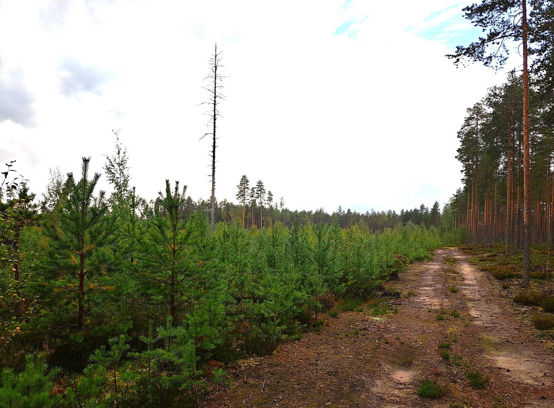 Lappajärvi Savonkylä metsäpalstakohde 6,49 ha. 3