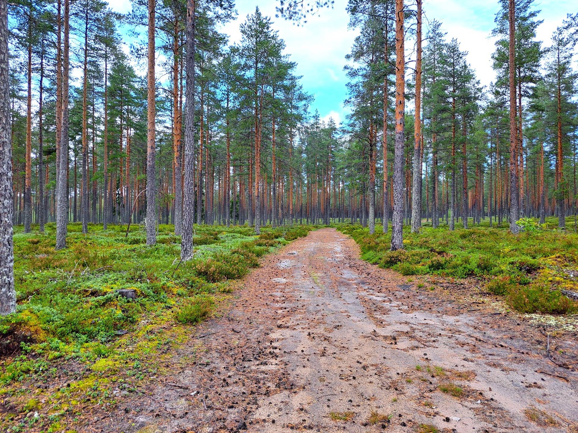 Lappajärvi Savonkylä metsäpalstakohde 6,49 ha. 4