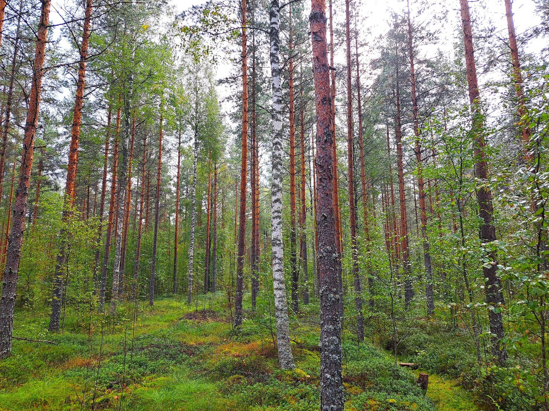 Lappajärvi Savonkylä metsäpalstakohde 6,49 ha. 5