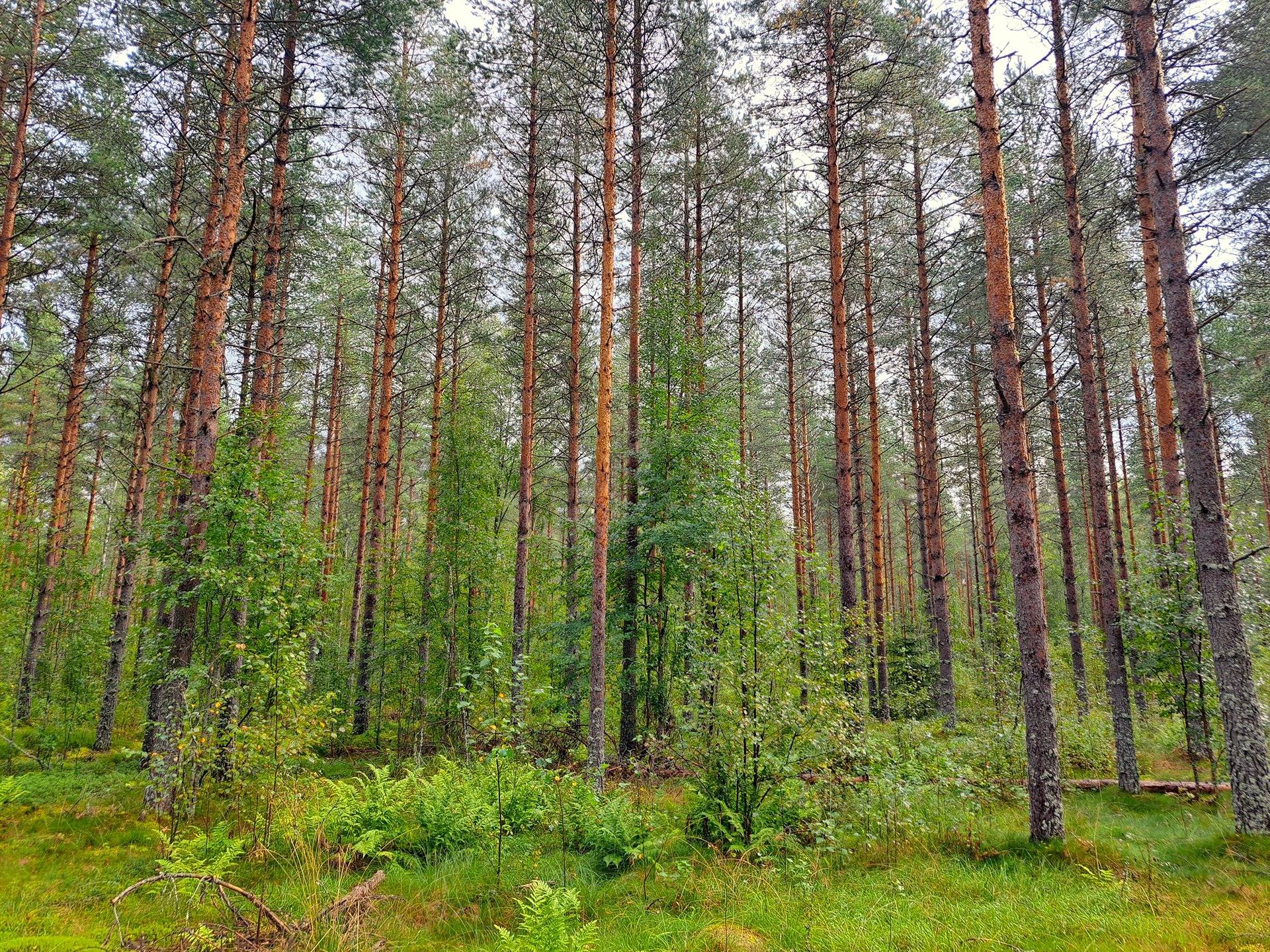 Lappajärvi Savonkylä metsäpalstakohde 6,49 ha. 6