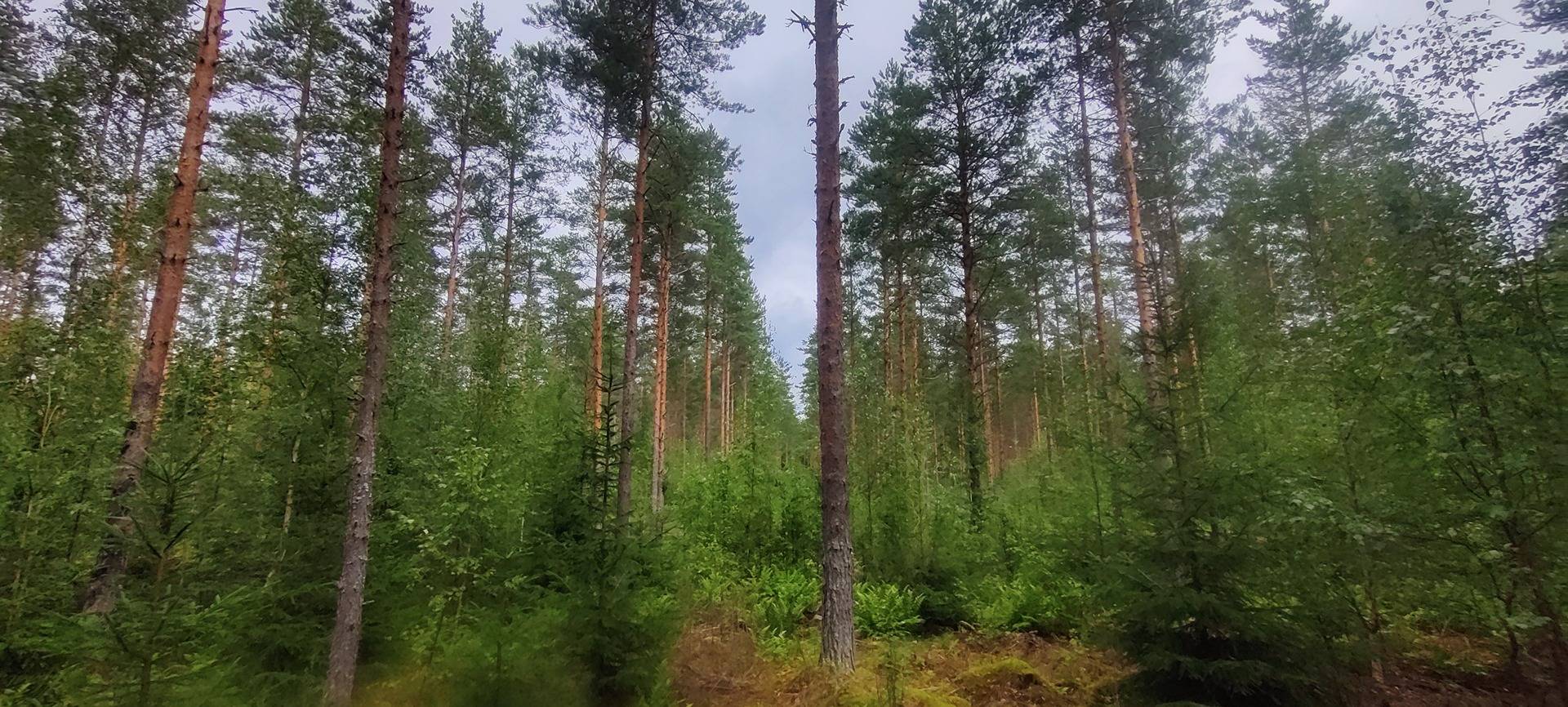 Sepänmaa 9:14 määräala ja Jutila 9:65 7