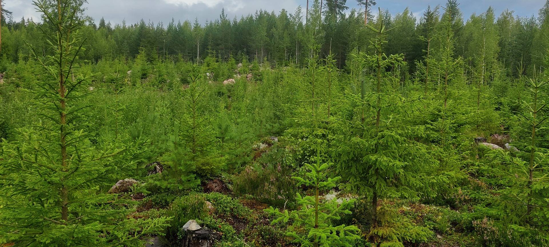 Sepänmaa 9:14 määräala ja Jutila 9:65 8