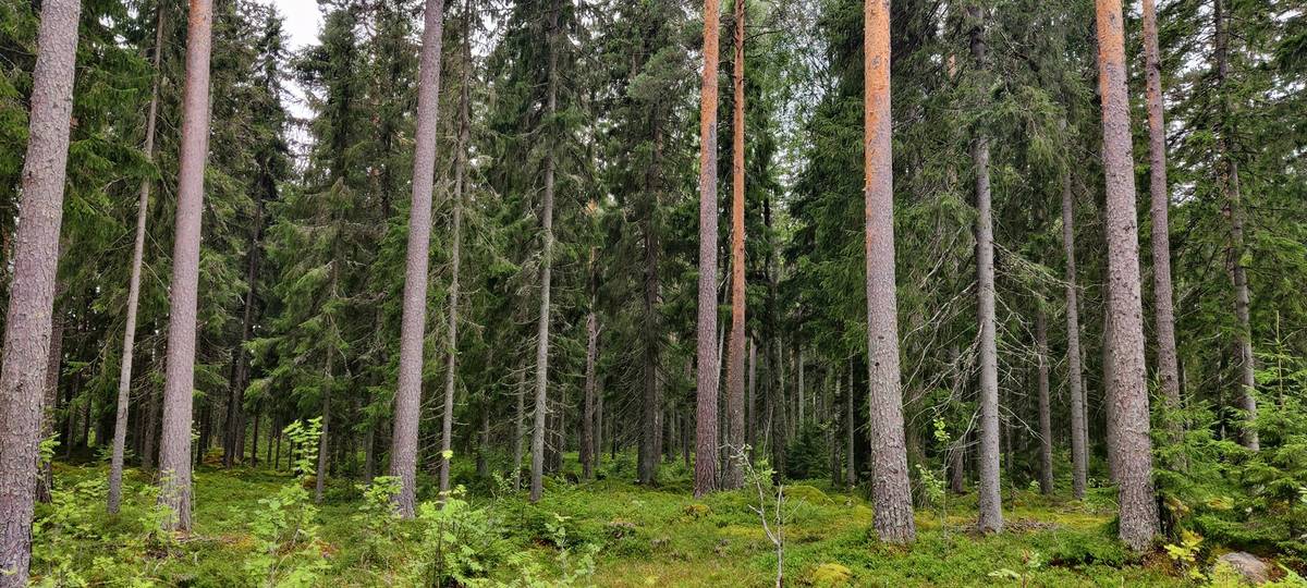 Omslagsbild för objektet Sepänmaa 9:14 määräala ja Jutila 9:65