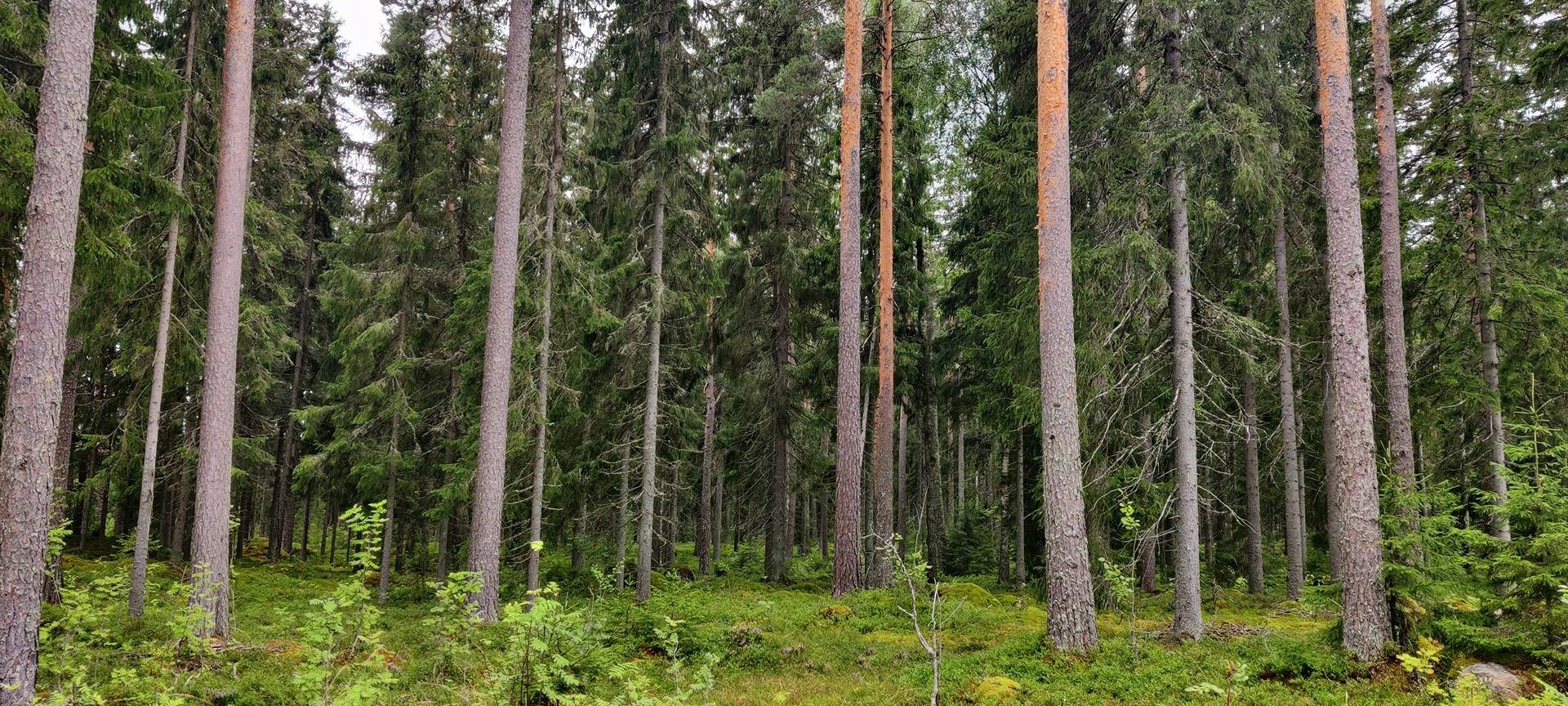 Sepänmaa 9:14 määräala ja Jutila 9:65 1