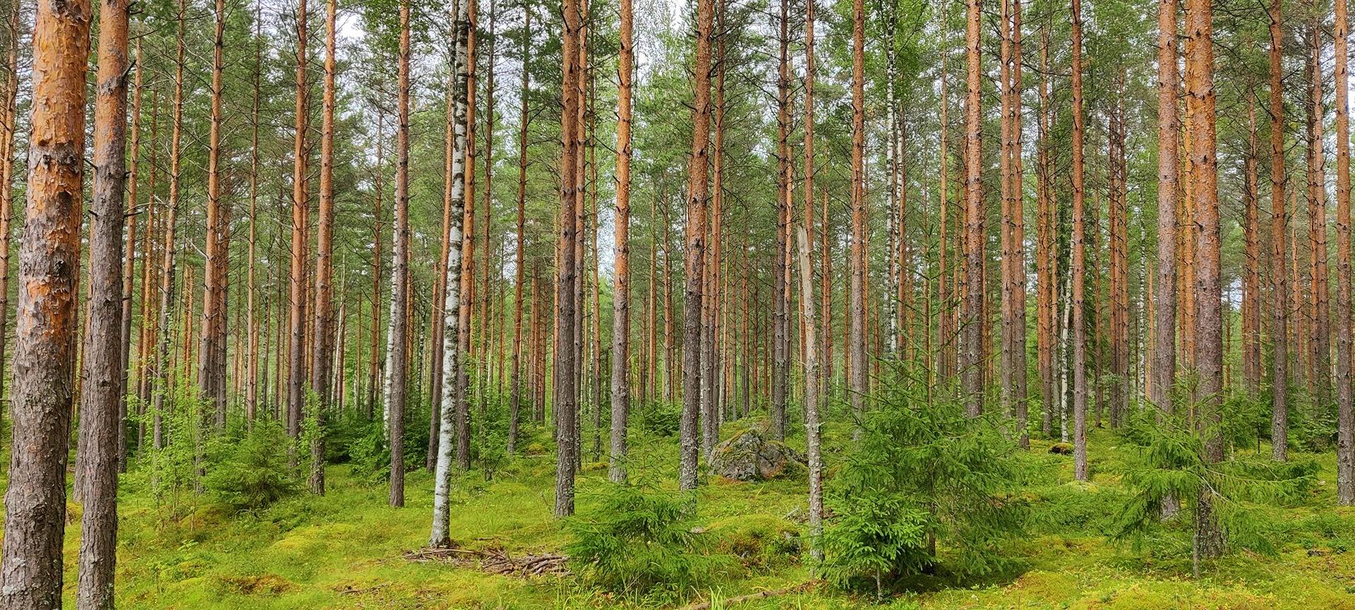 Sepänmaa 9:14 määräala ja Jutila 9:65 11