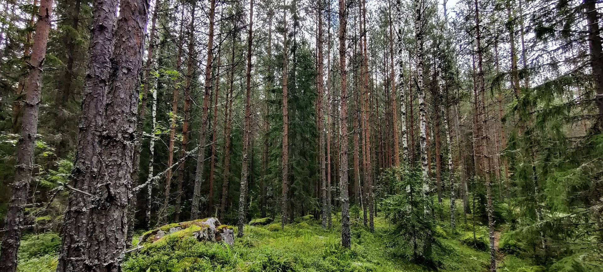 Sepänmaa 9:14 määräala ja Jutila 9:65 14