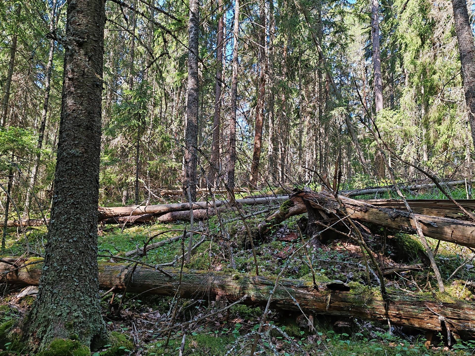 Metsämääräala n. 14, 9 ha Salo, Halikko, Märy 13