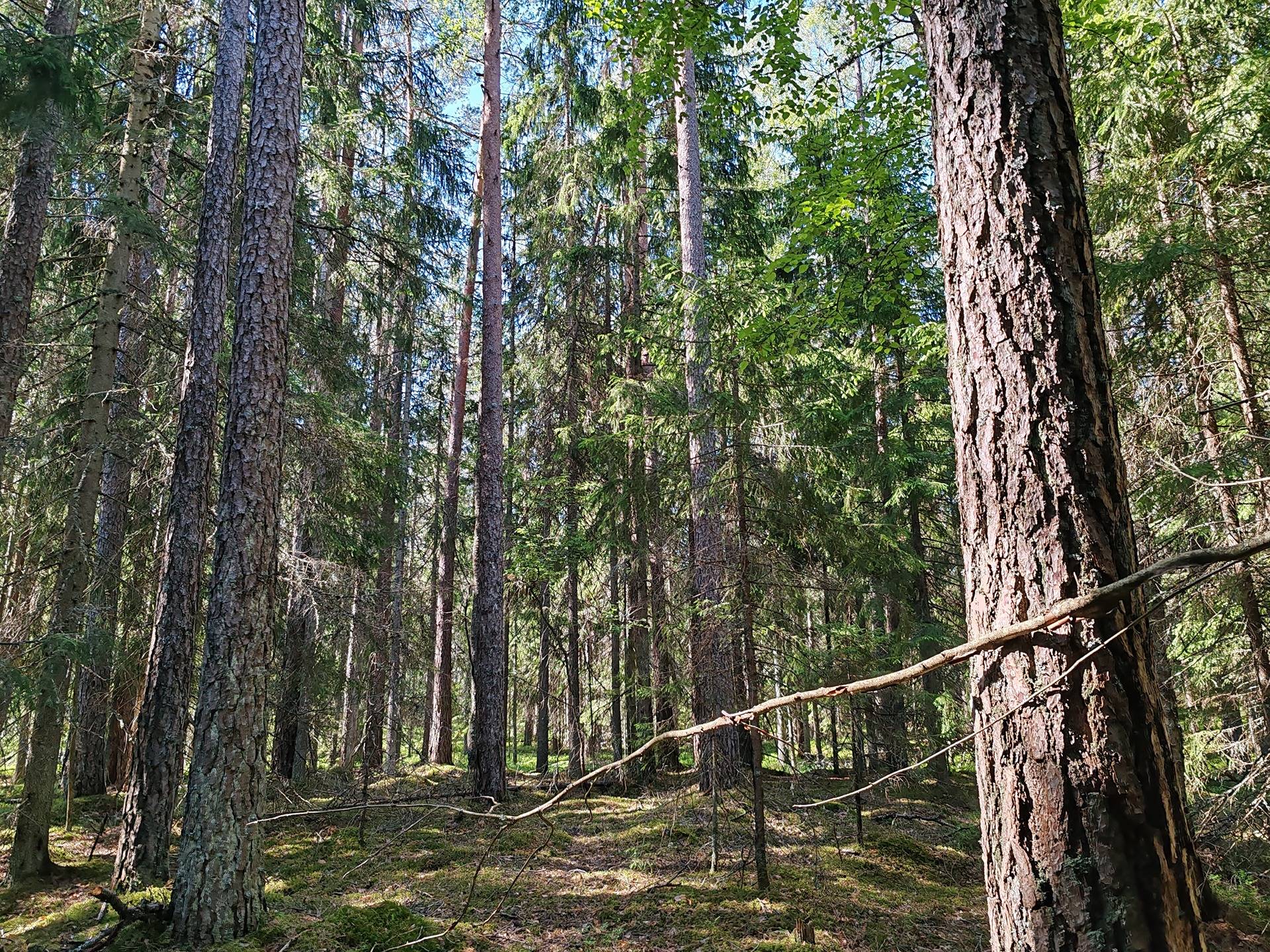 Metsämääräala n. 14, 9 ha Salo, Halikko, Märy 16