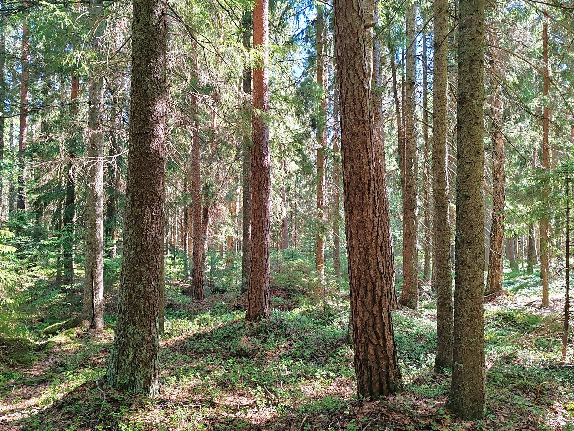 Kansikuva kohteelle Metsämääräala n. 14, 9 ha Salo, Halikko, Märy