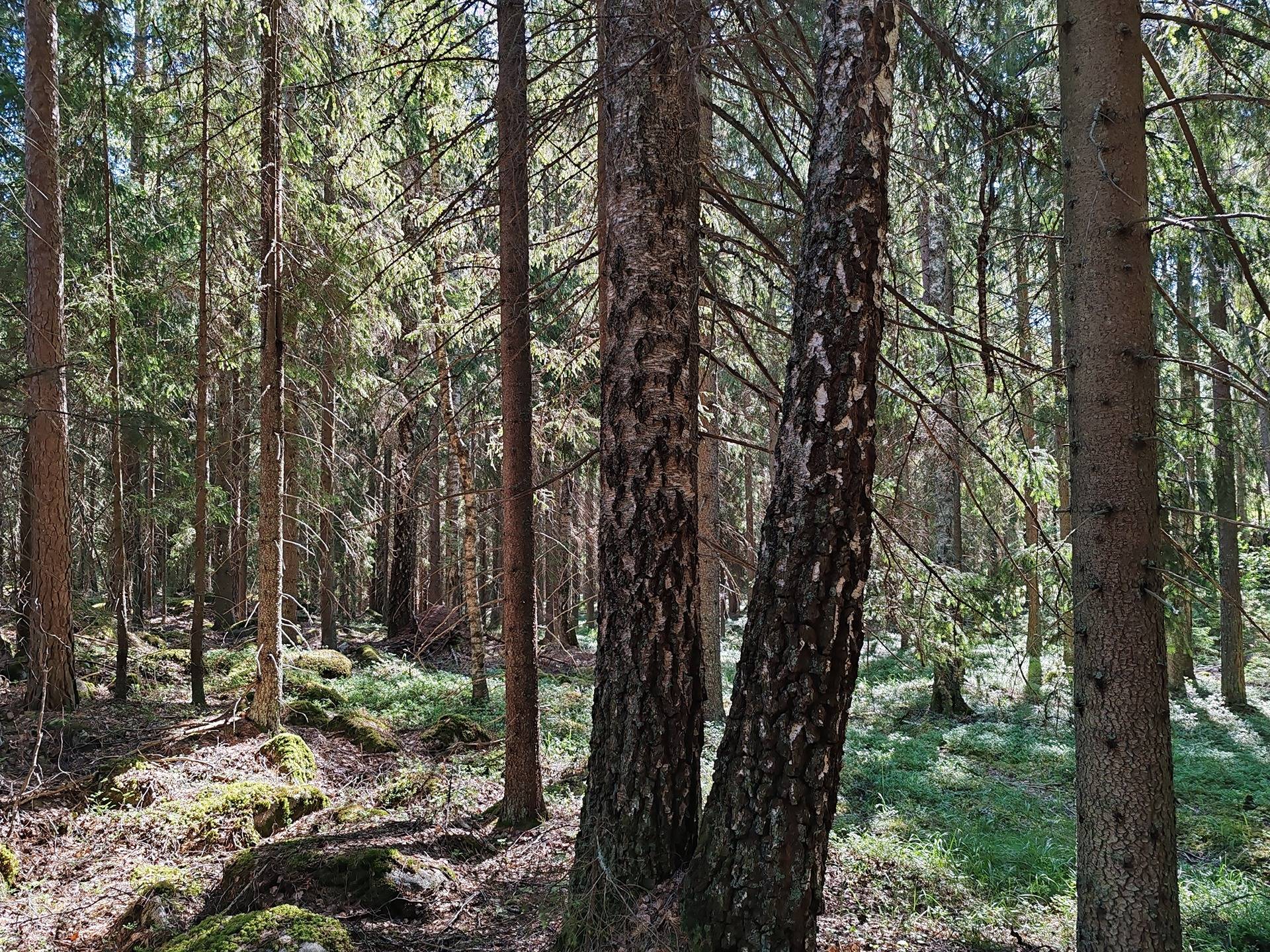 Metsämääräala n. 14, 9 ha Salo, Halikko, Märy 20