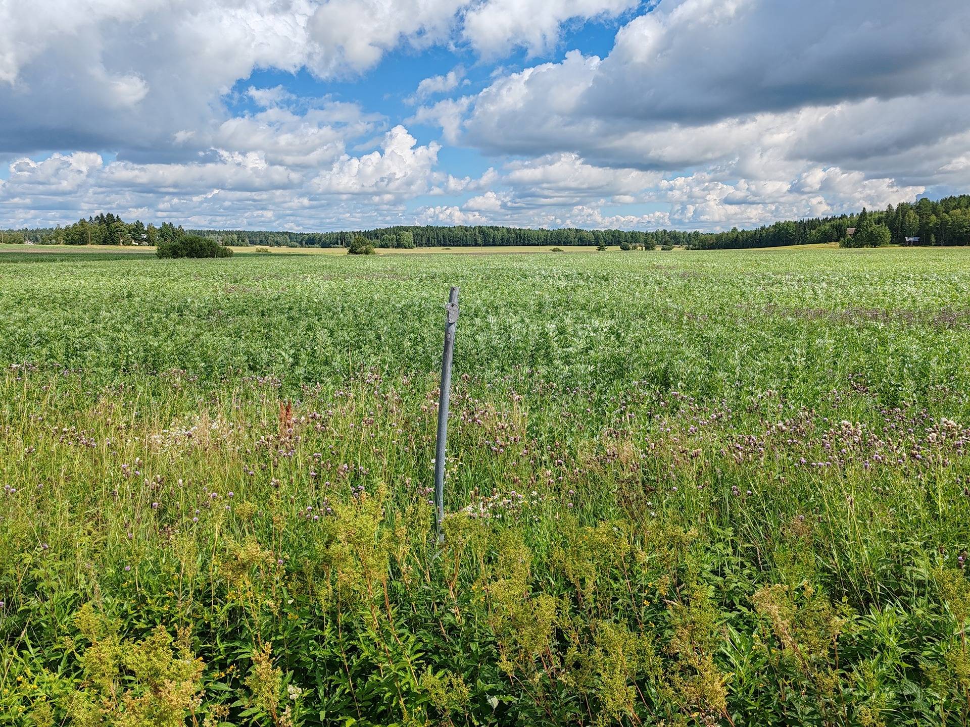 Peltomääräala noin 10,5 ha Salossa Mäenalantien varressa 5