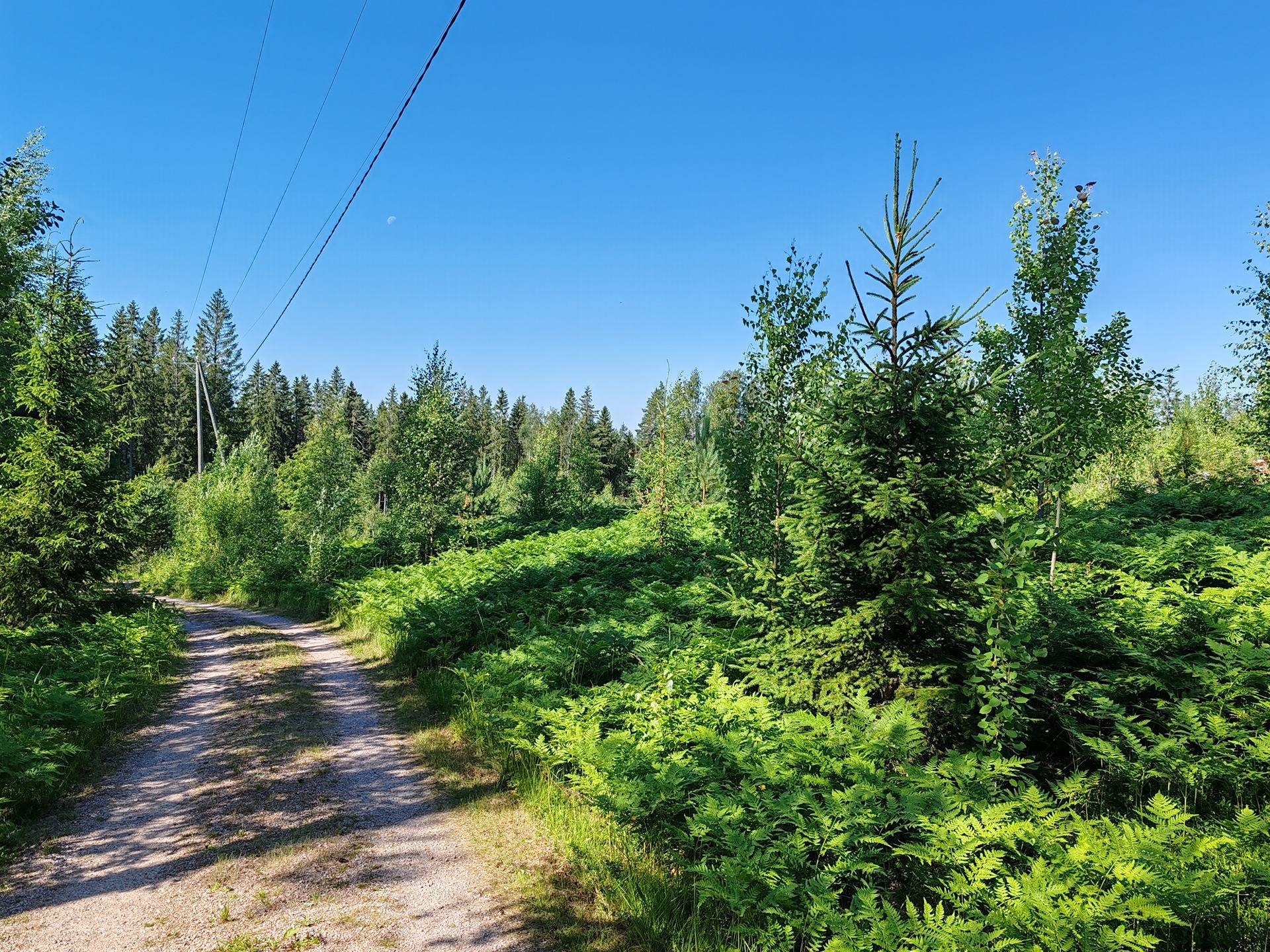 Metsätila Iines Ankka 2:38 Salon Varesjärven maisemissa 5