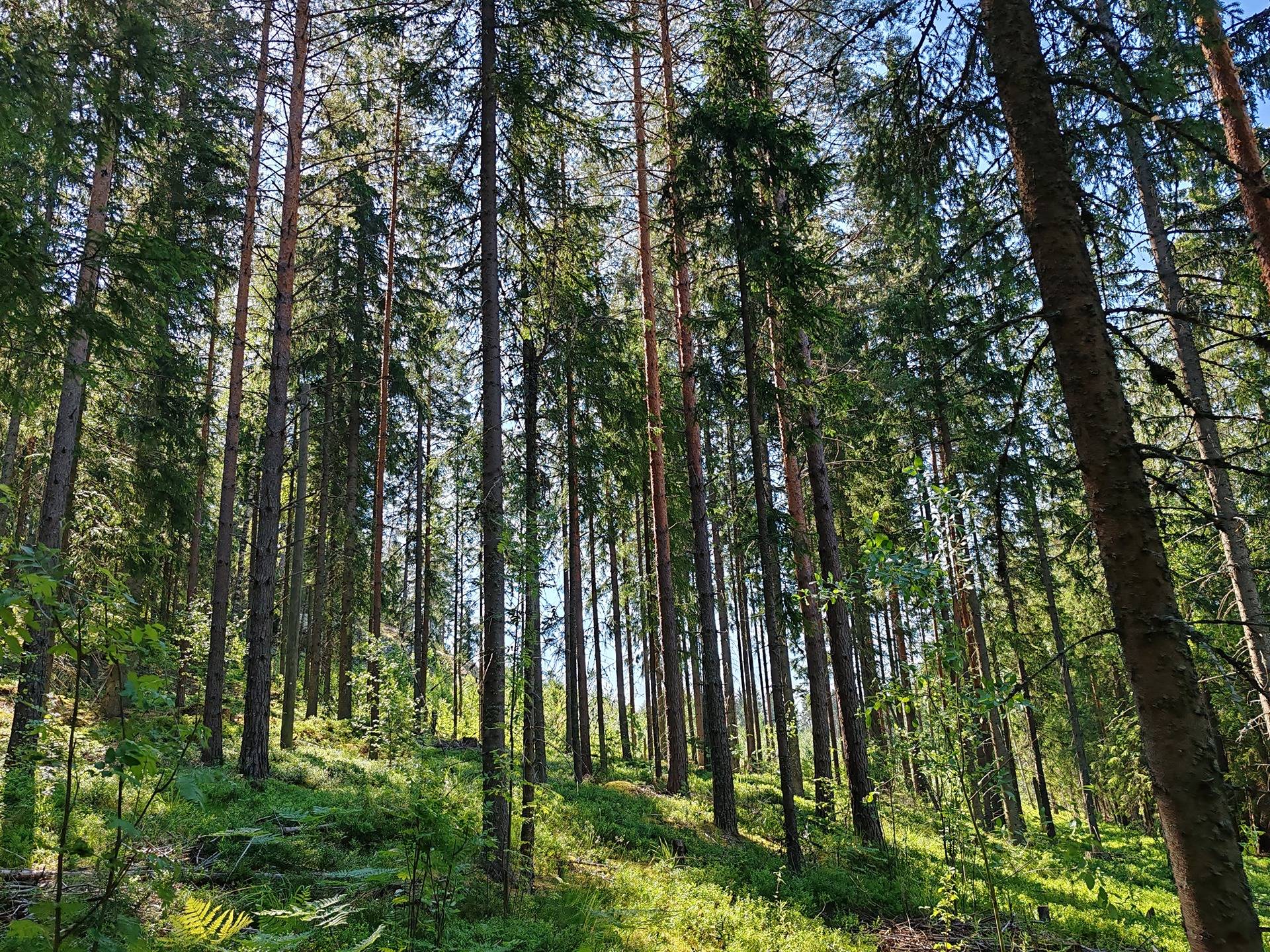 Metsätila Iines Ankka 2:38 Salon Varesjärven maisemissa 7