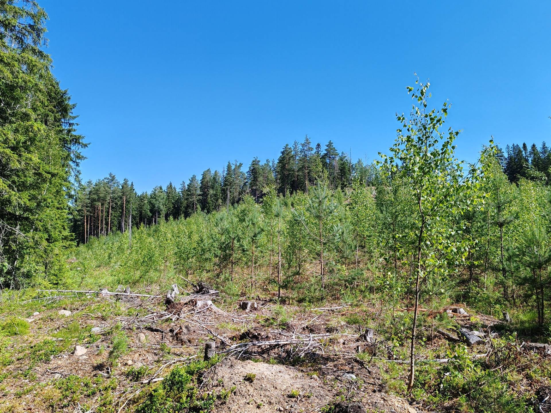 Metsätila Iines Ankka 2:38 Salon Varesjärven maisemissa 11