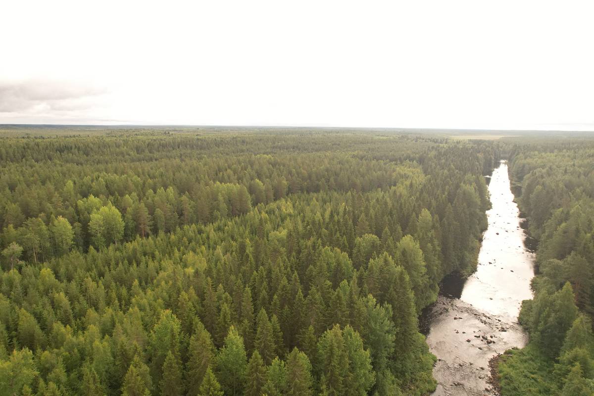 Omslagsbild för objektet PEHKOSENKOSKI 889-411-20-12 14,387 ha n. 10,5 km Utajärven kk:ltä Kemilänkylässä