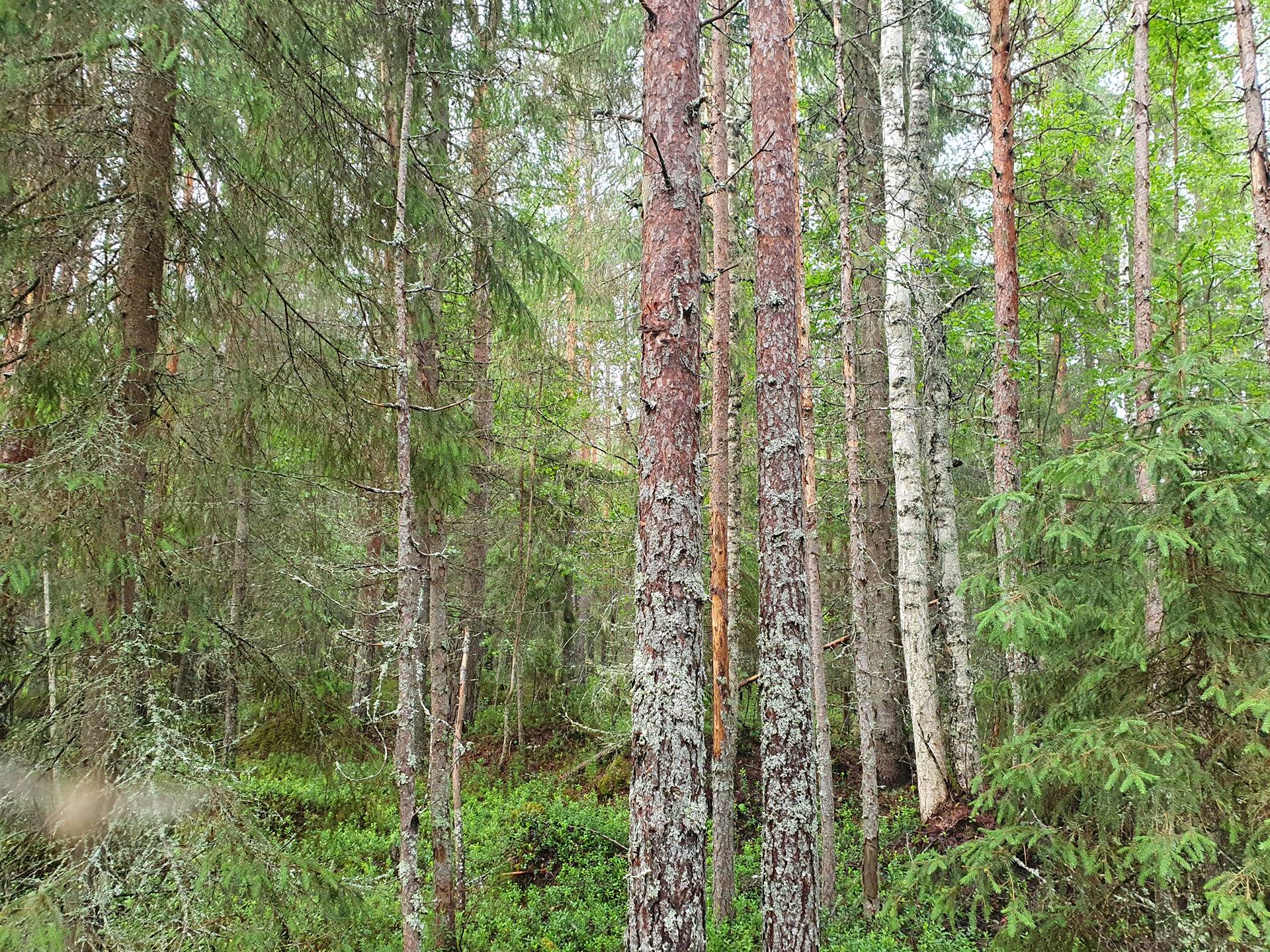 PEHKOSENKOSKI 889-411-20-12 14,387 ha n. 10,5 km Utajärven kk:ltä Kemilänkylässä 8