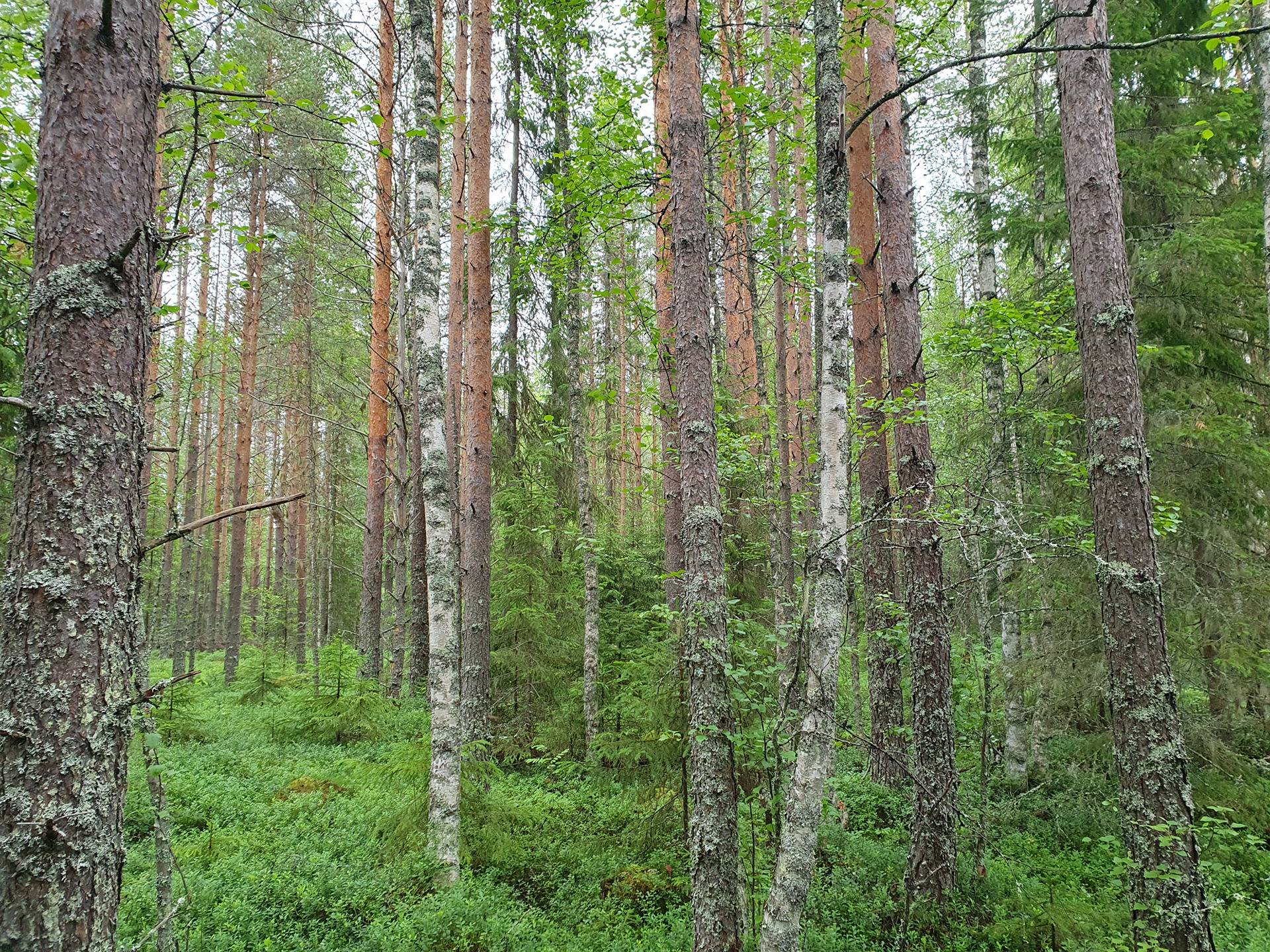 PEHKOSENKOSKI 889-411-20-12 14,387 ha n. 10,5 km Utajärven kk:ltä Kemilänkylässä 12