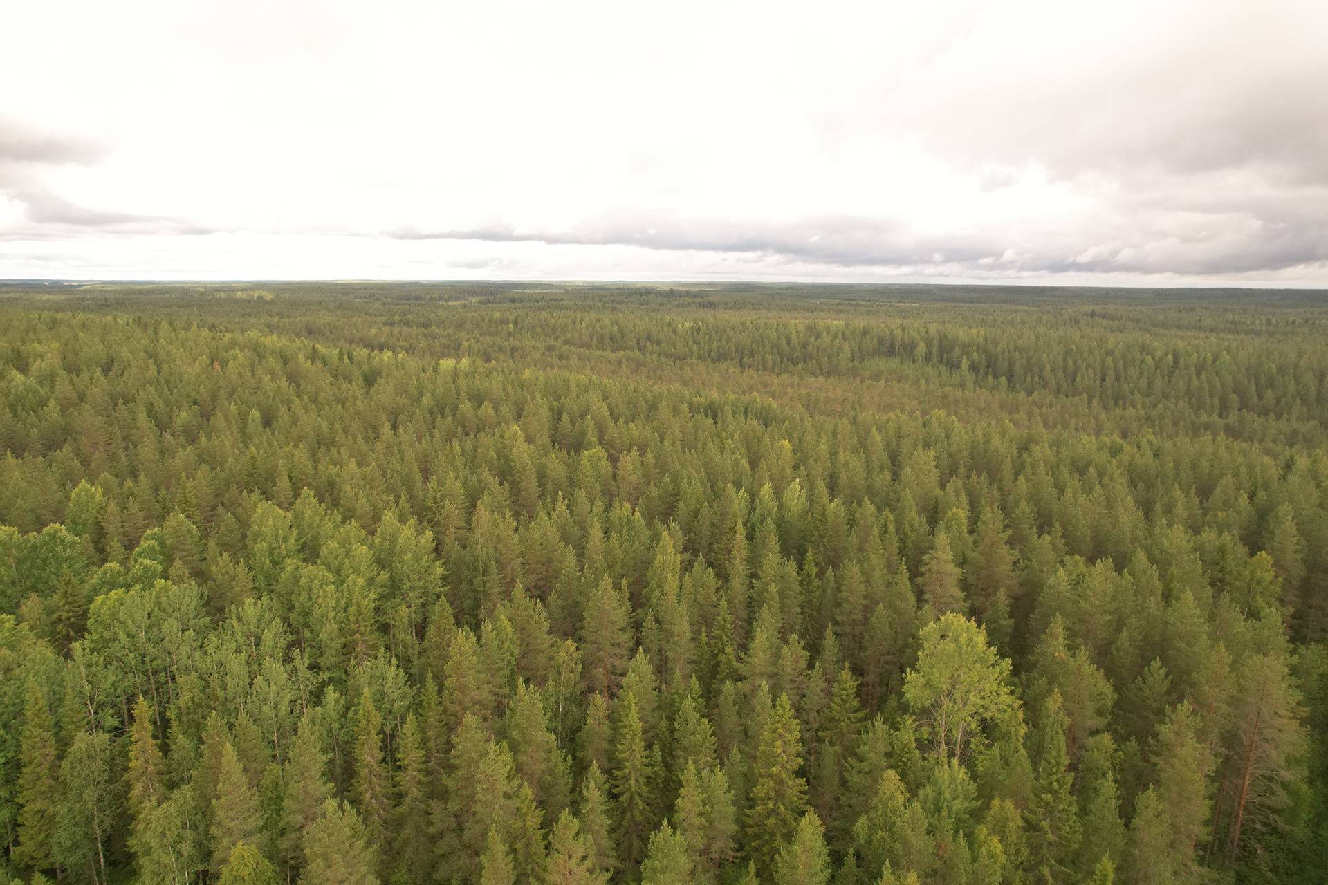 PEHKOLA 889-411-20-14 metsäkiinteistö 49,87 ha Kemilänkylässä n. 9 km Utajärven kk:ltä 13