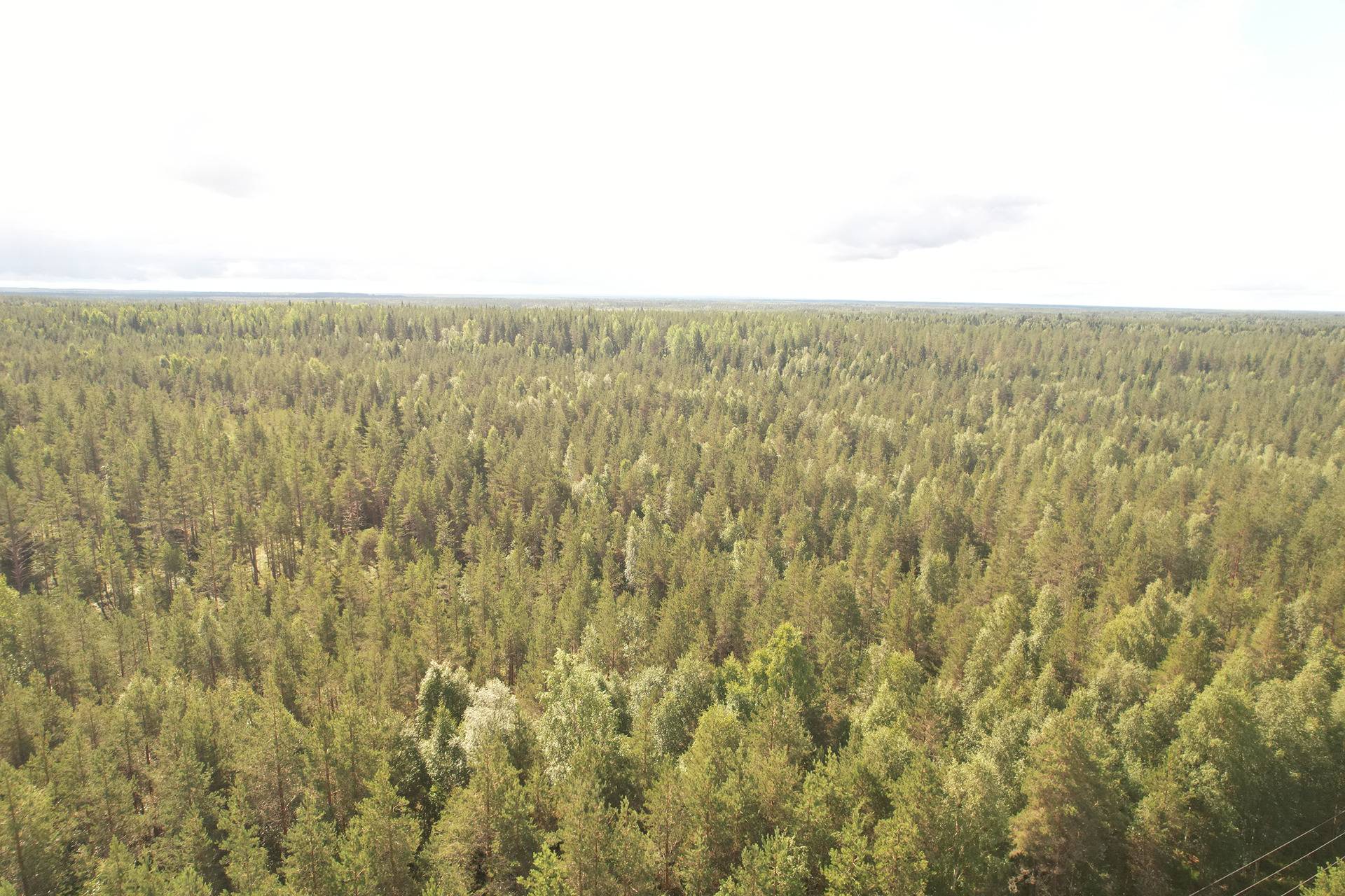 PEHKOLA 889-411-20-14 metsäkiinteistö 49,87 ha Kemilänkylässä n. 9 km Utajärven kk:ltä 9