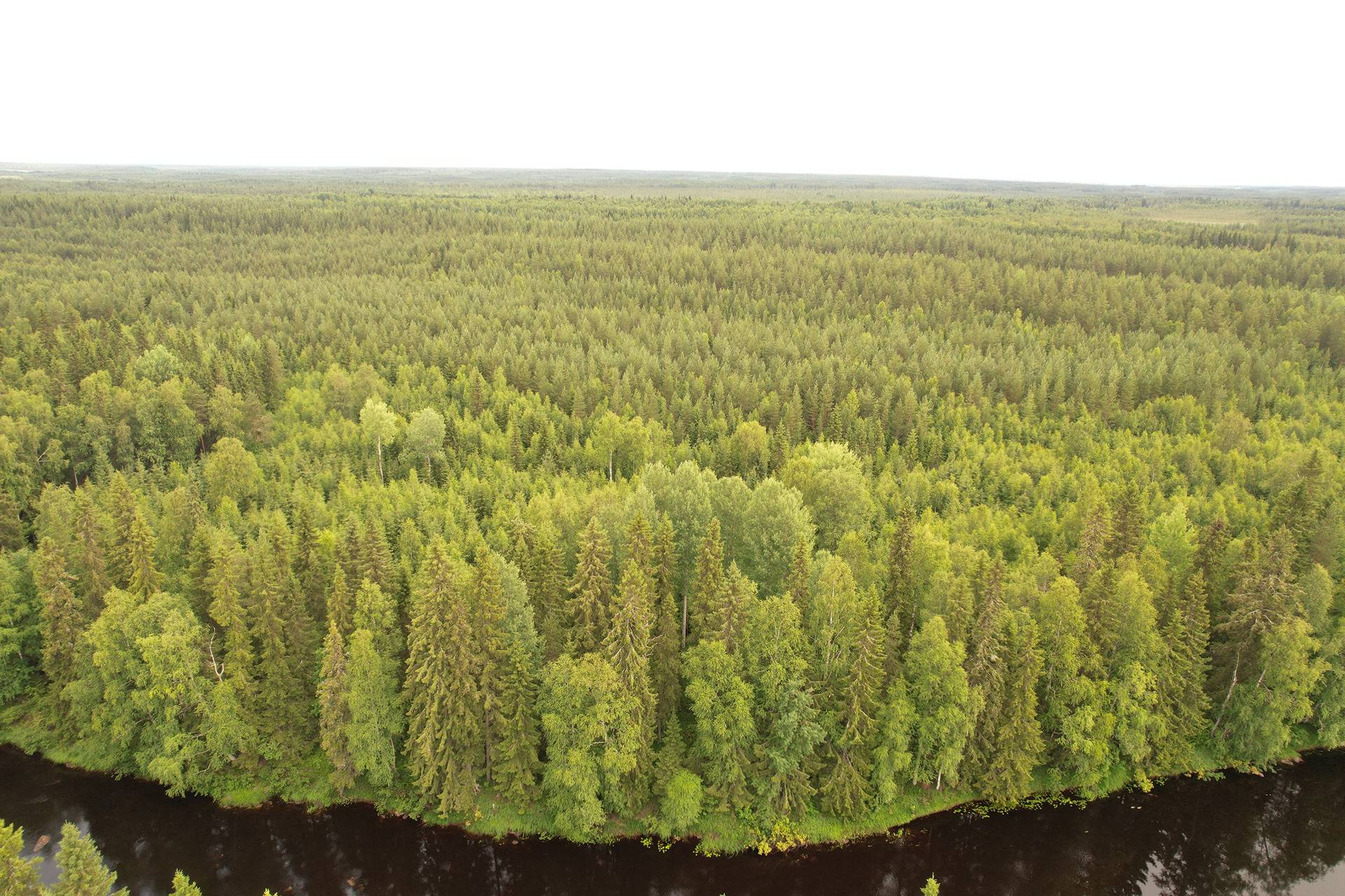 PEHKOLA 889-411-20-14 metsäkiinteistö 49,87 ha Kemilänkylässä n. 9 km Utajärven kk:ltä 19