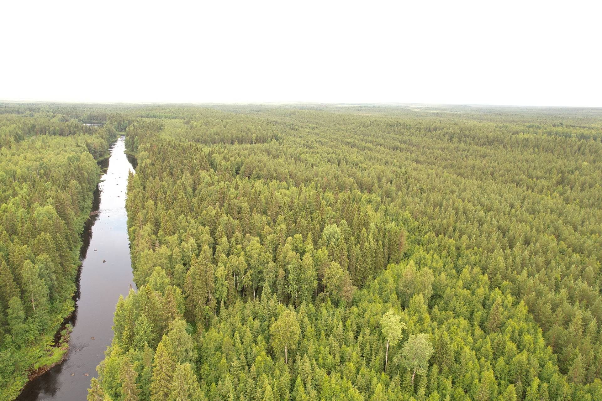 PEHKOLA 889-411-20-14 metsäkiinteistö 49,87 ha Kemilänkylässä n. 9 km Utajärven kk:ltä 21