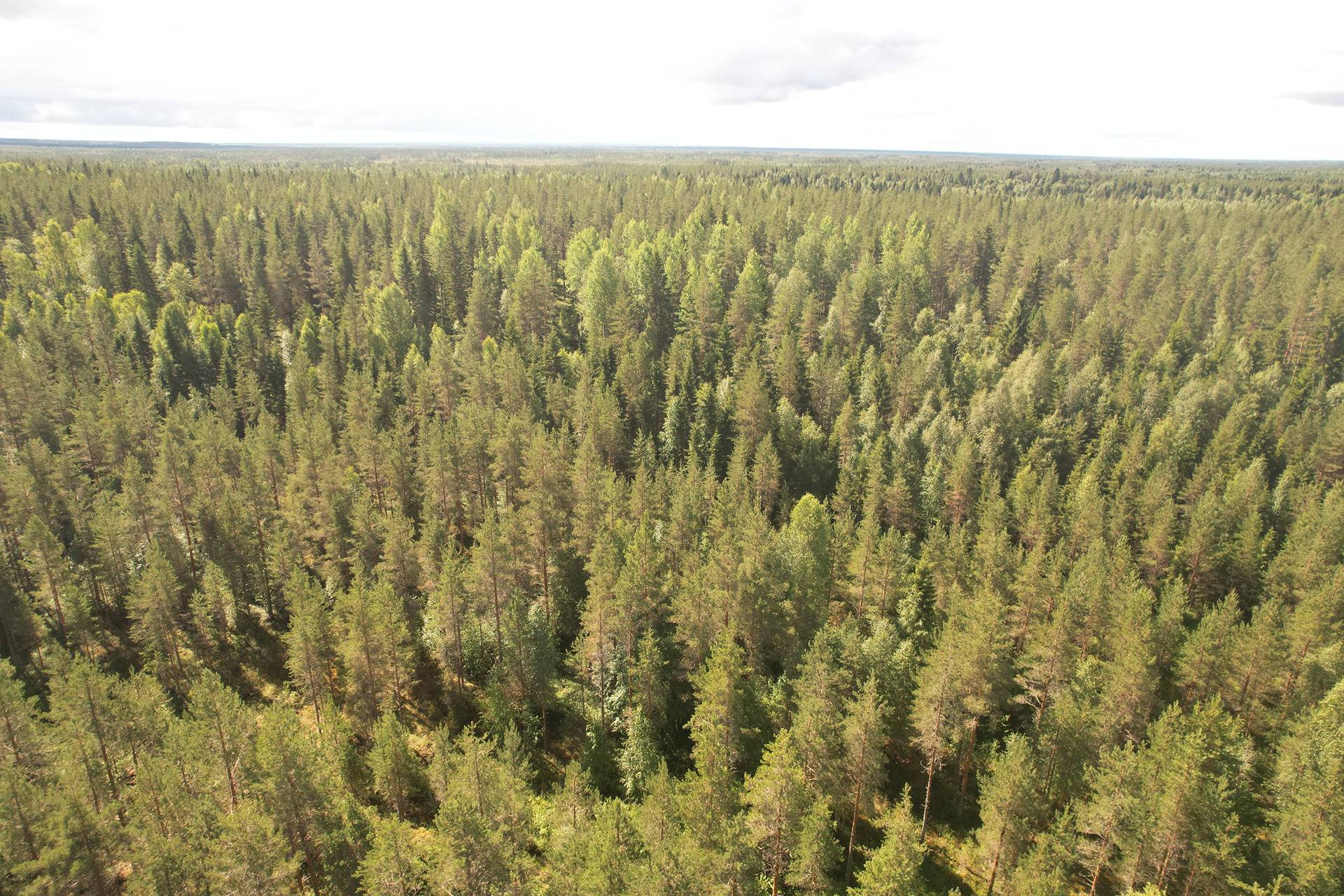 PEHKOLA 889-411-20-14 metsäkiinteistö 49,87 ha Kemilänkylässä n. 9 km Utajärven kk:ltä 8