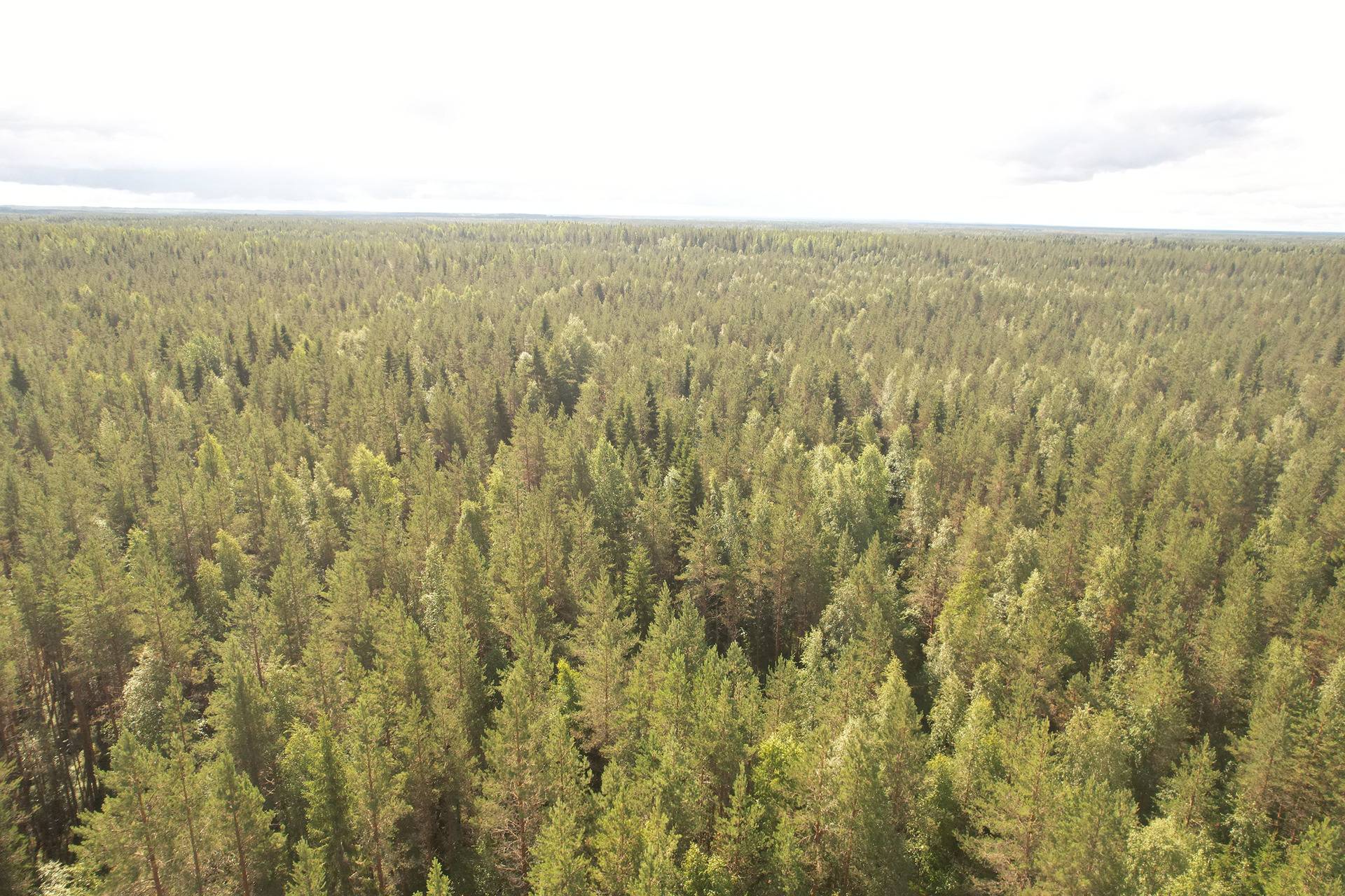 PEHKOLA 889-411-20-14 metsäkiinteistö 49,87 ha Kemilänkylässä n. 9 km Utajärven kk:ltä 5