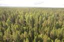 PEHKOLA 889-411-20-14 metsäkiinteistö 49,87 ha Kemilänkylässä n. 9 km Utajärven kk:ltä 10