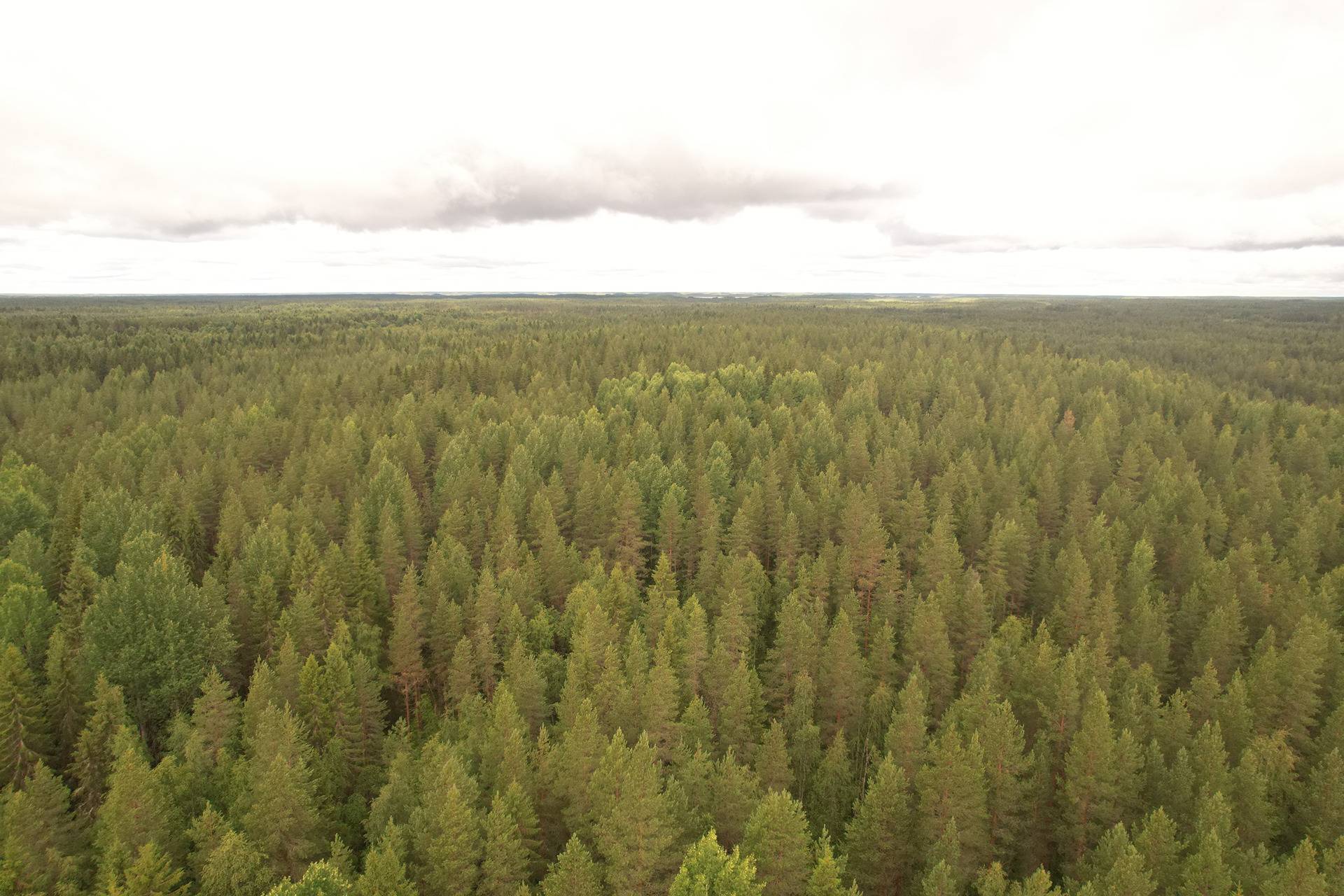PEHKOLA 889-411-20-14 metsäkiinteistö 49,87 ha Kemilänkylässä n. 9 km Utajärven kk:ltä 12