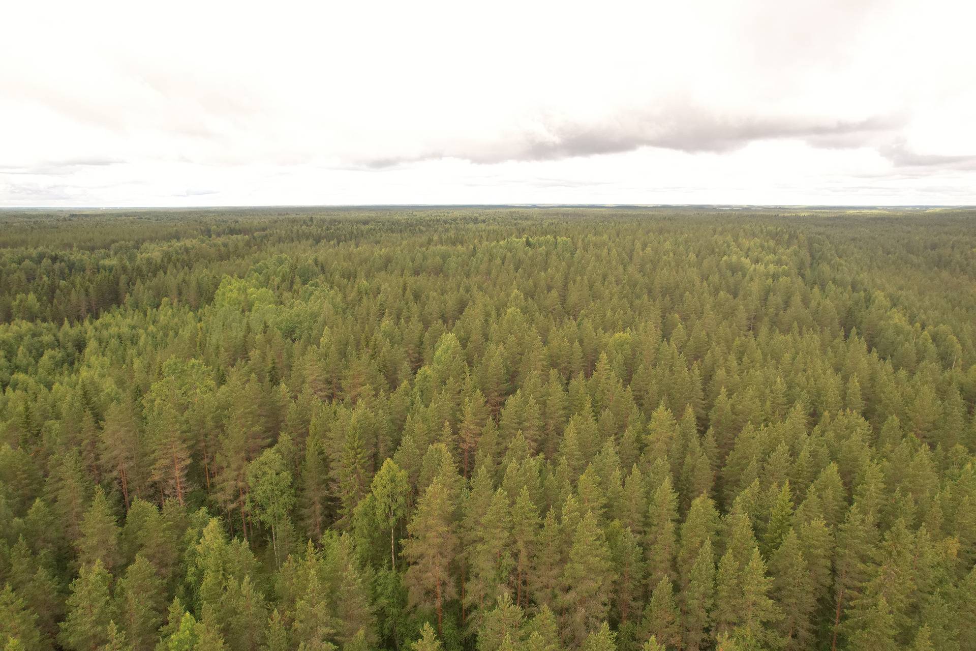 PEHKOLA 889-411-20-14 metsäkiinteistö 49,87 ha Kemilänkylässä n. 9 km Utajärven kk:ltä 15