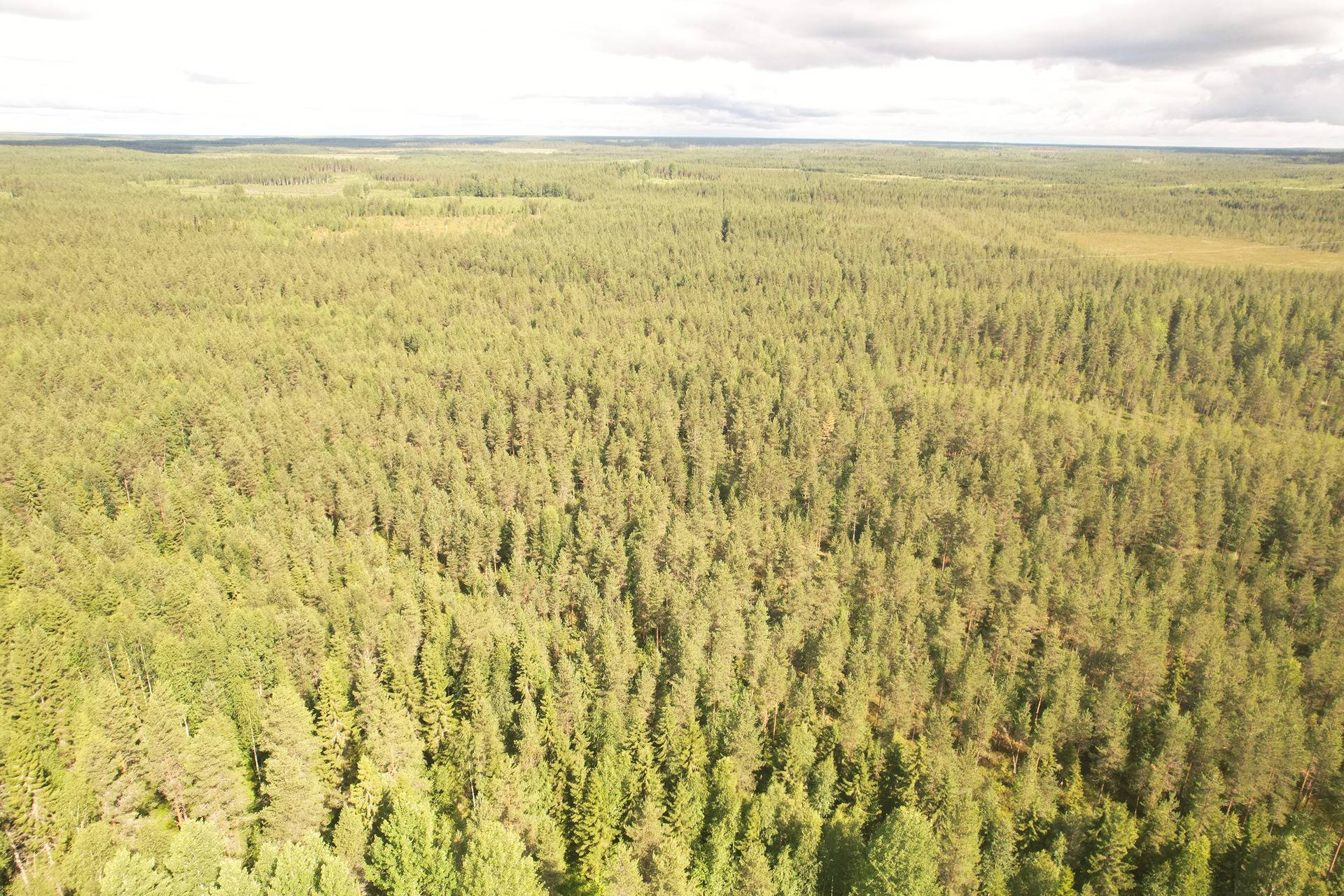 PEHKOLA 889-411-20-14 metsäkiinteistö 49,87 ha Kemilänkylässä n. 9 km Utajärven kk:ltä 11