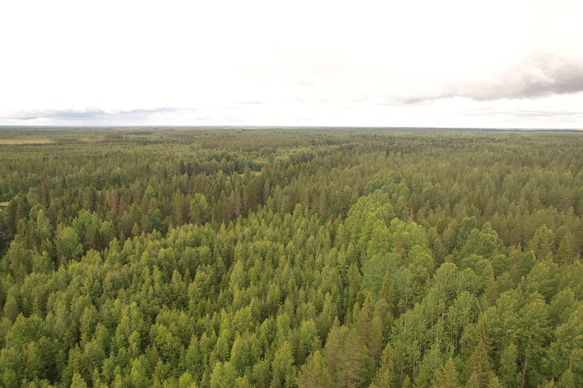 PEHKOLA 889-411-20-14 metsäkiinteistö 49,87 ha Kemilänkylässä n. 9 km Utajärven kk:ltä 14