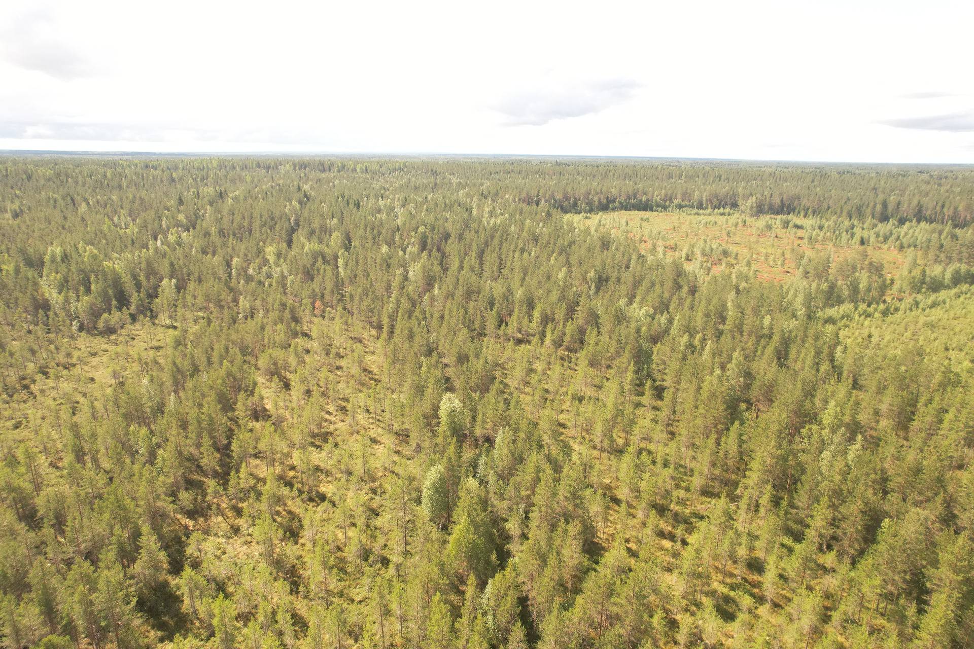 PEHKOLA 889-411-20-14 metsäkiinteistö 49,87 ha Kemilänkylässä n. 9 km Utajärven kk:ltä 3