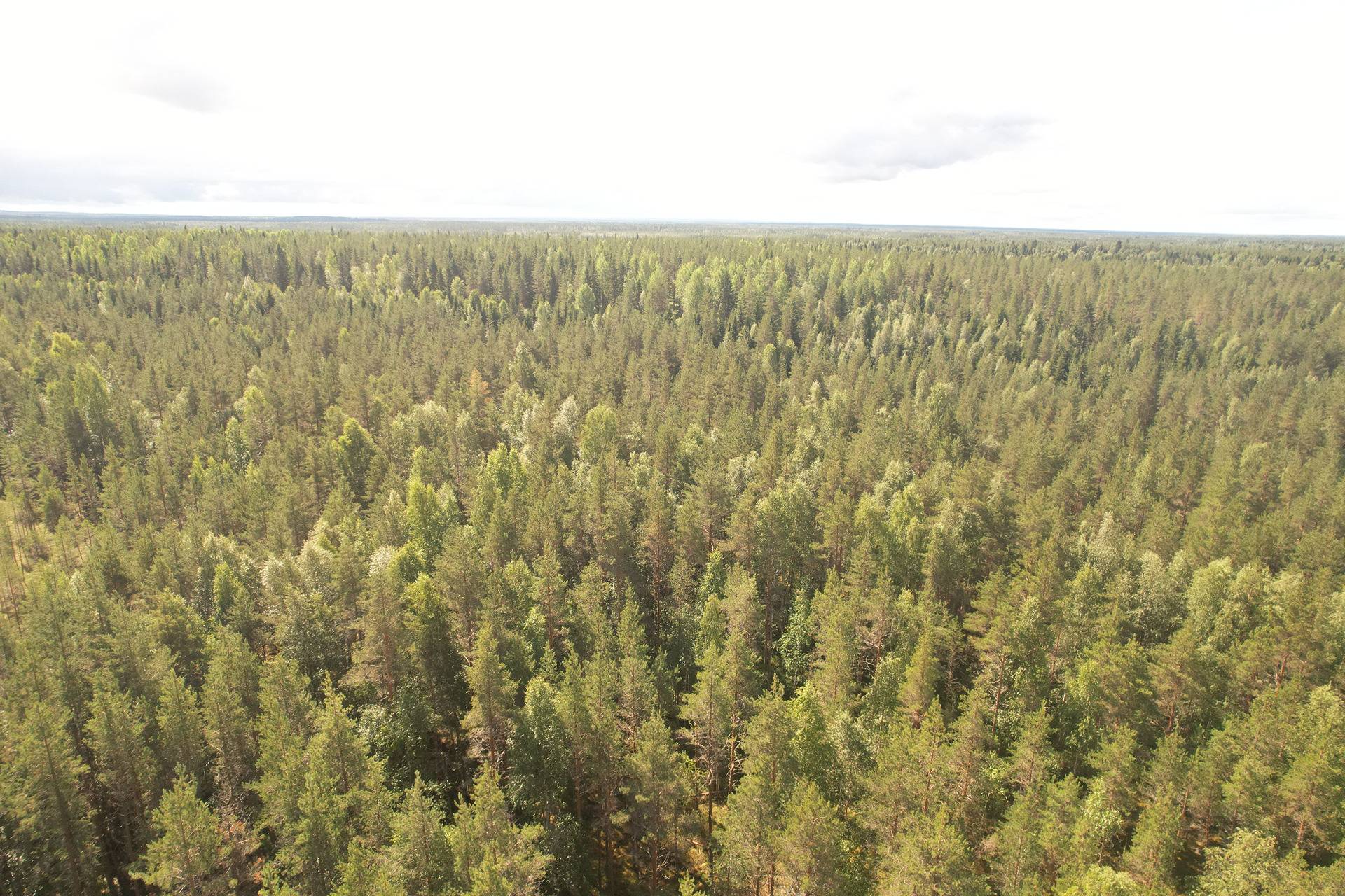 PEHKOLA 889-411-20-14 metsäkiinteistö 49,87 ha Kemilänkylässä n. 9 km Utajärven kk:ltä 18