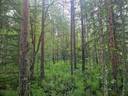 PEHKOLA 889-411-20-14 metsäkiinteistö 49,87 ha Kemilänkylässä n. 9 km Utajärven kk:ltä 23