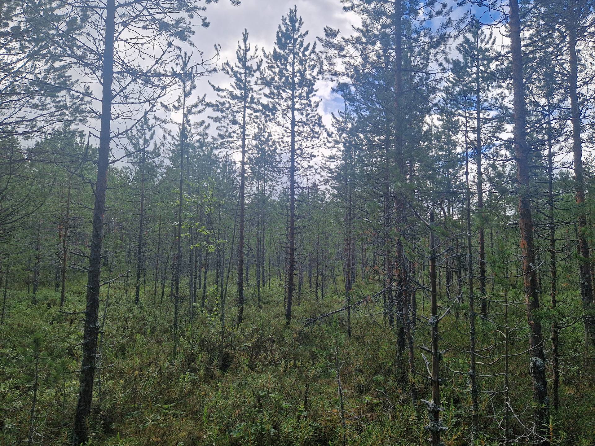 PEHKOLA 889-411-20-14 metsäkiinteistö 49,87 ha Kemilänkylässä n. 9 km Utajärven kk:ltä 25