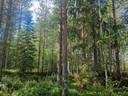 PEHKOLA 889-411-20-14 metsäkiinteistö 49,87 ha Kemilänkylässä n. 9 km Utajärven kk:ltä 26