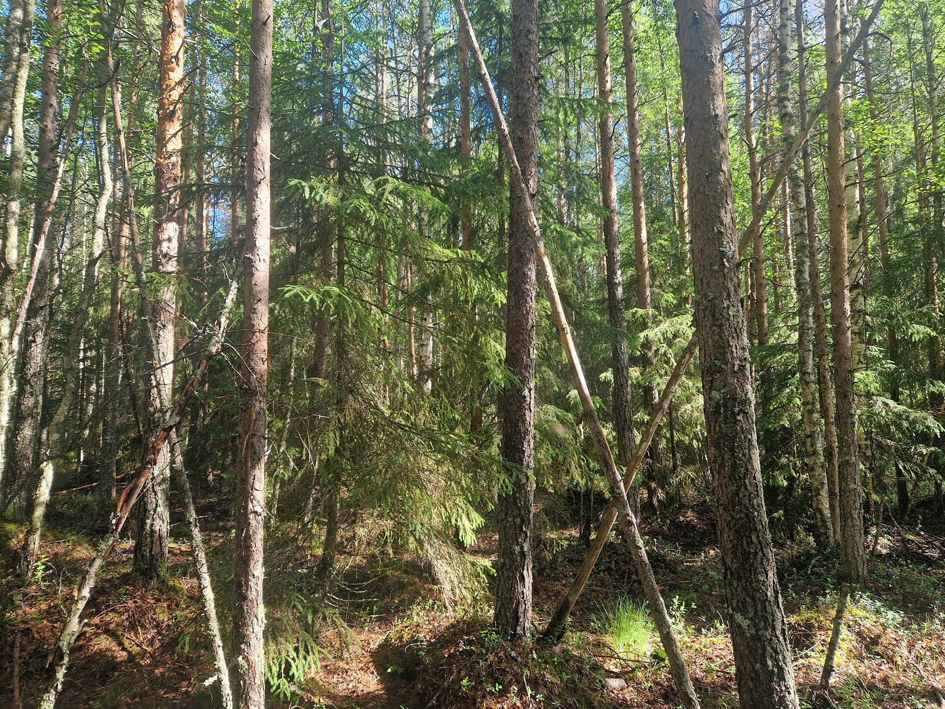 PEHKOLA 889-411-20-14 metsäkiinteistö 49,87 ha Kemilänkylässä n. 9 km Utajärven kk:ltä 27