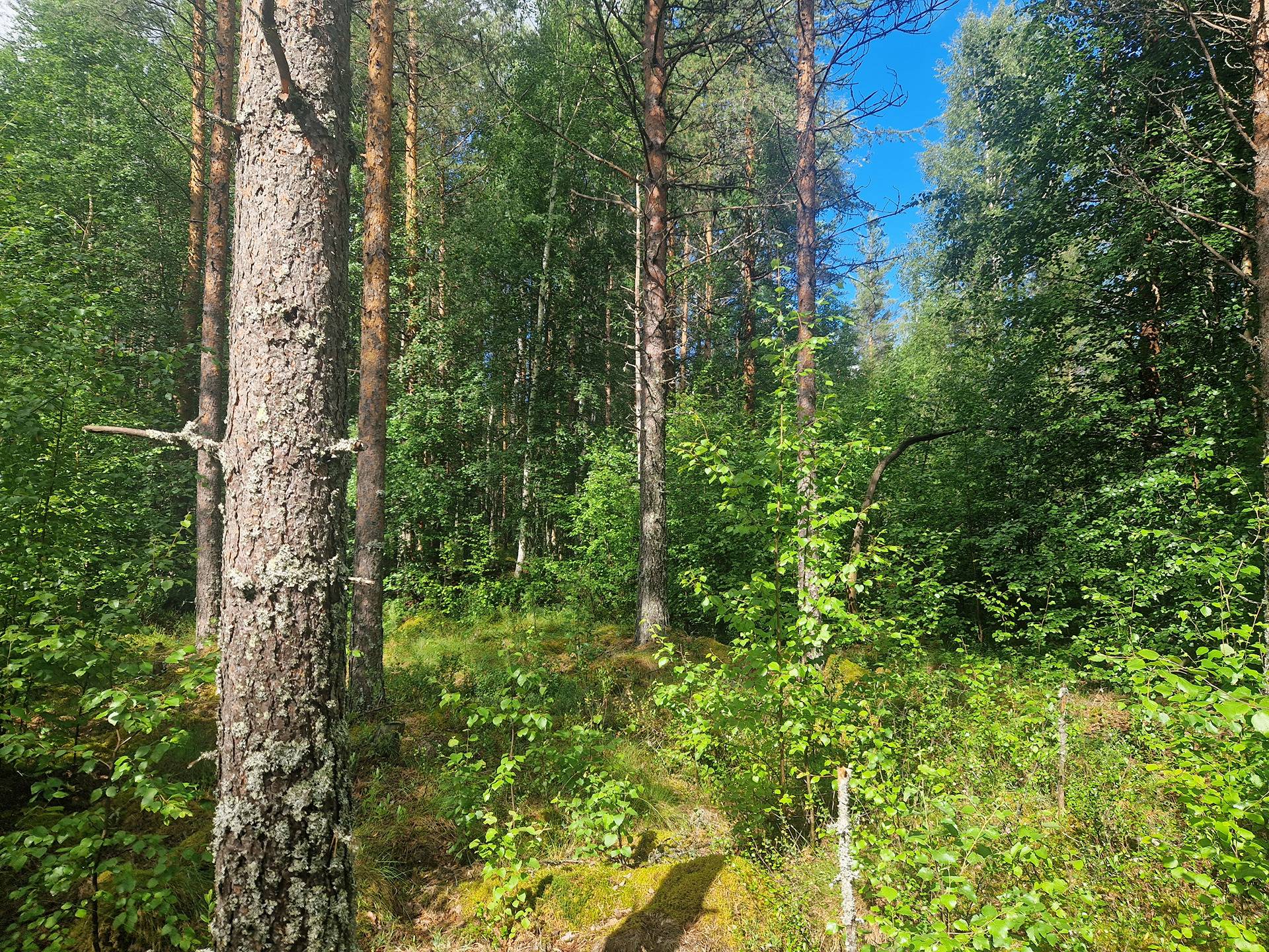 PEHKOLA 889-411-20-14 metsäkiinteistö 49,87 ha Kemilänkylässä n. 9 km Utajärven kk:ltä 28