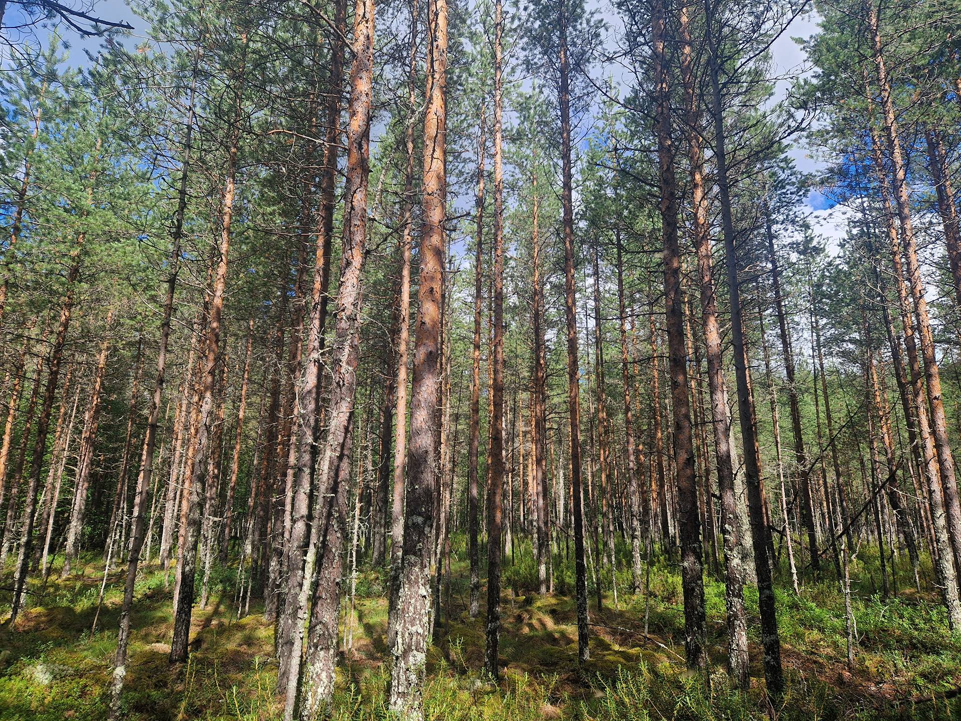 PEHKOLA 889-411-20-14 metsäkiinteistö 49,87 ha Kemilänkylässä n. 9 km Utajärven kk:ltä 29