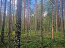PEHKOLA 889-411-20-14 metsäkiinteistö 49,87 ha Kemilänkylässä n. 9 km Utajärven kk:ltä 30