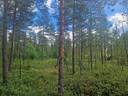 PEHKOLA 889-411-20-14 metsäkiinteistö 49,87 ha Kemilänkylässä n. 9 km Utajärven kk:ltä 31