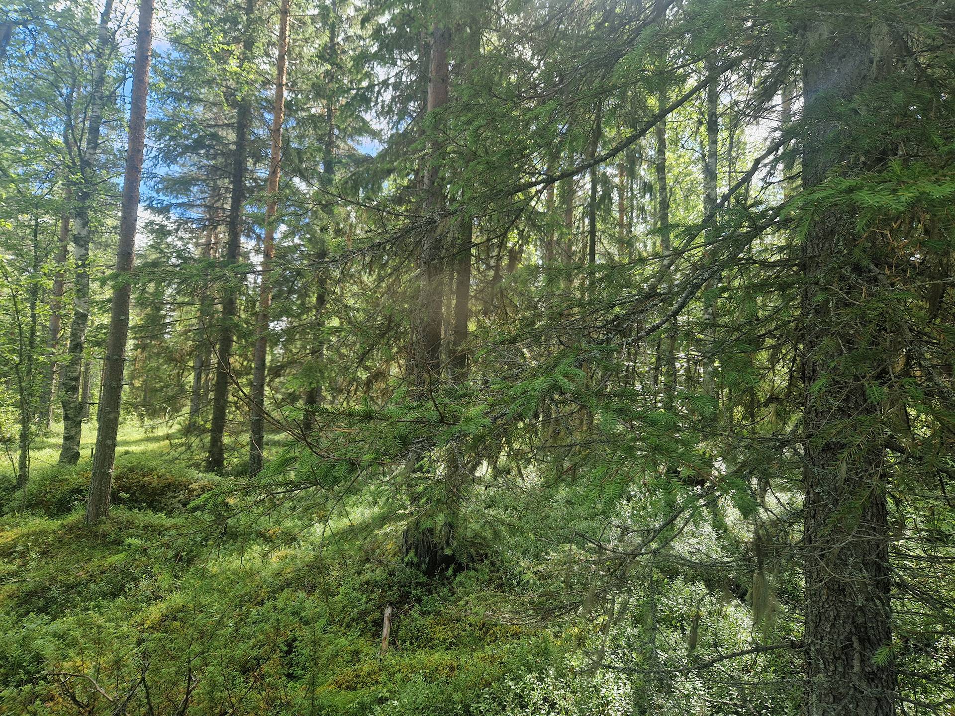PEHKOLA 889-411-20-14 metsäkiinteistö 49,87 ha Kemilänkylässä n. 9 km Utajärven kk:ltä 32