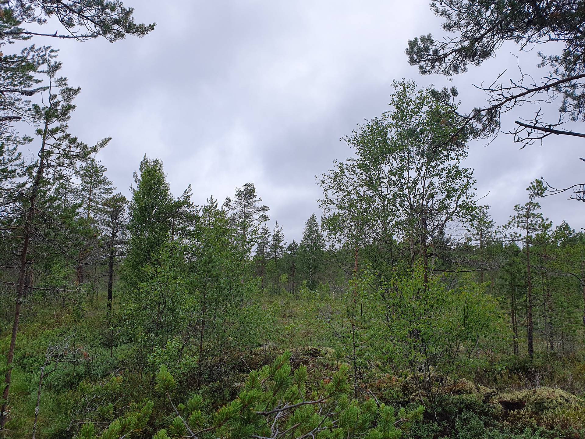 PEHKOLA 889-411-20-14 metsäkiinteistö 49,87 ha Kemilänkylässä n. 9 km Utajärven kk:ltä 33