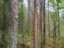 PEHKOLA 889-411-20-14 metsäkiinteistö 49,87 ha Kemilänkylässä n. 9 km Utajärven kk:ltä 34