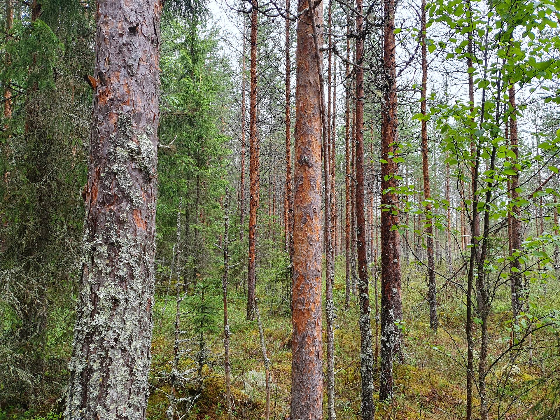 PEHKOLA 889-411-20-14 metsäkiinteistö 49,87 ha Kemilänkylässä n. 9 km Utajärven kk:ltä 34