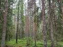 PEHKOLA 889-411-20-14 metsäkiinteistö 49,87 ha Kemilänkylässä n. 9 km Utajärven kk:ltä 35